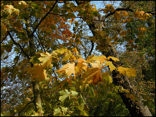 leaves turn to gold...