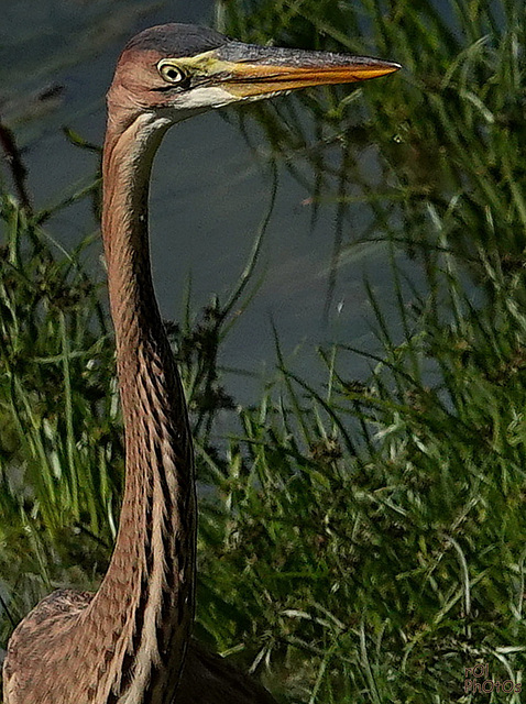 Regard affûté