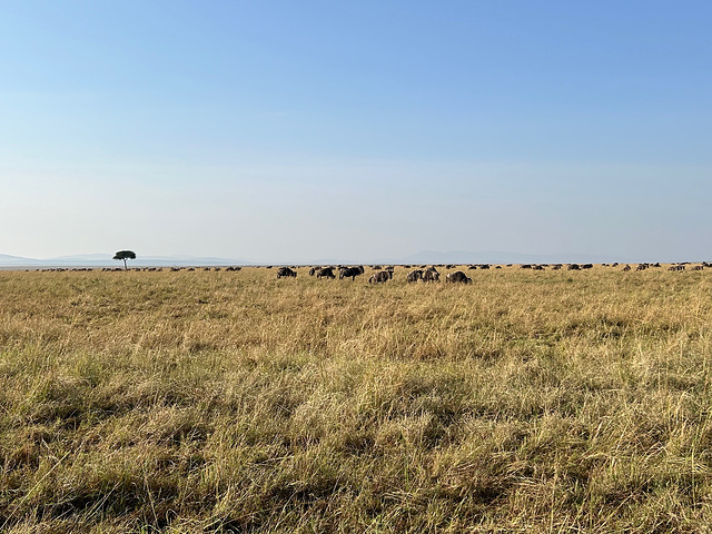 Maasai Mara.