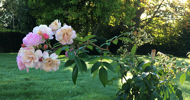 Petites roses du 2 octobre