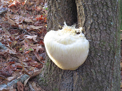 Lion's mane fungus - Hericium erinaceus