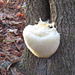 Lion's mane fungus - Hericium erinaceus