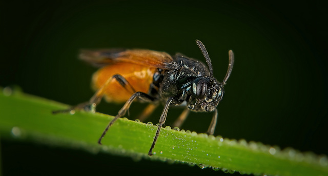 Die Arge cyanocrocea ist rauf und runter gekraxelt :)) The Arge cyanocrocea has climbed up and down :)) L'Arge cyanocrocea a grimpé de haut en bas :))