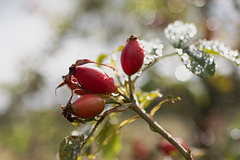 Der Herbst meldet sich an Der Herbst meldet sich an