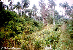 50 Hillside Wild Ground Near The Hotel