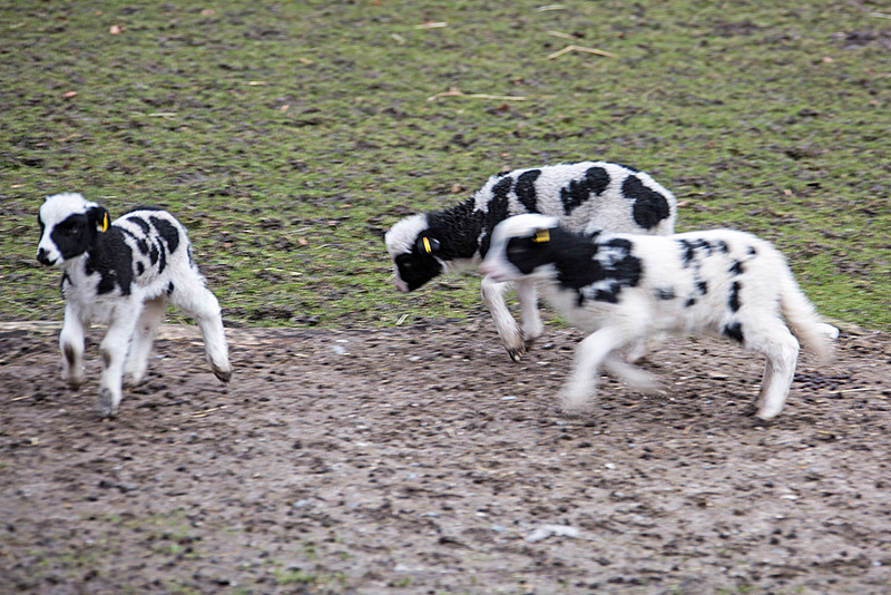 20160303 0261VRAw [D~BI] Jakobschaf (Ovis orientalis f. aries, Jakob Sheep, Mouton de Jakob), Tierpark Olderdissen, Bielefeld