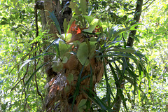 Staghorn Fern