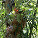 Staghorn Fern