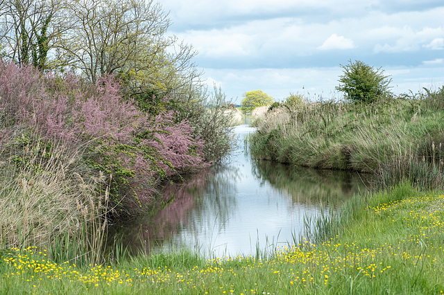 Schutzgebiet (Reservat) Marais des Bris - 2016-04-29_D4_DSC7140