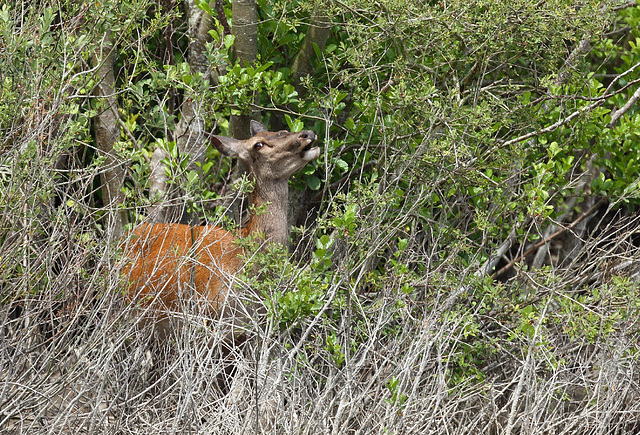 la biche qui chante