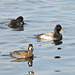 Lesser Scaups