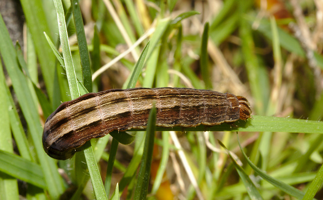 Caterpillar IMG_6700