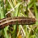 Caterpillar IMG_6700