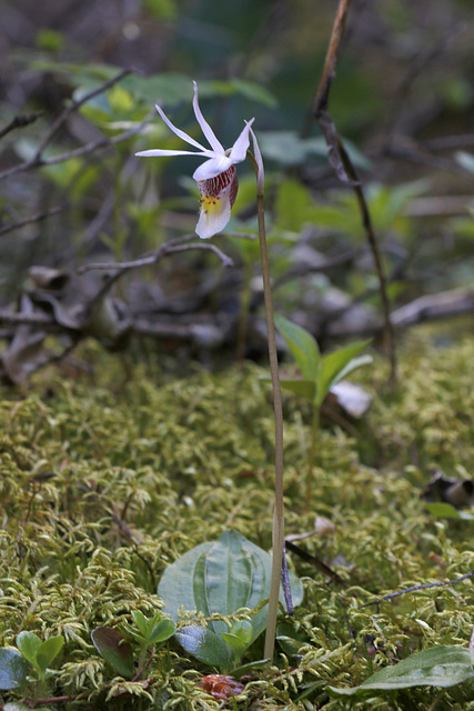 Eastern Fairy Slipper