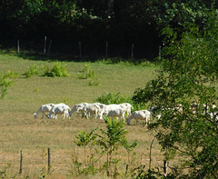 Troupeau de chèvres