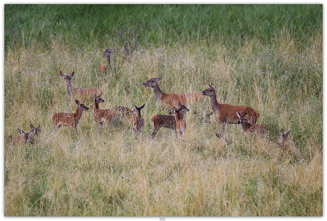 "la grande famille" 12 faon ensemble !