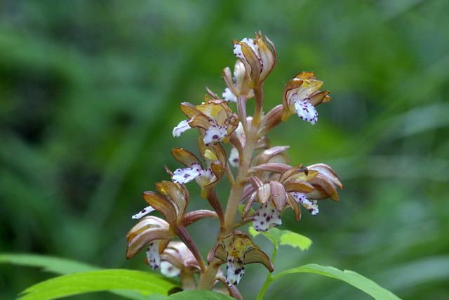 Western Spotted Coralroot