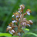 Western Spotted Coralroot