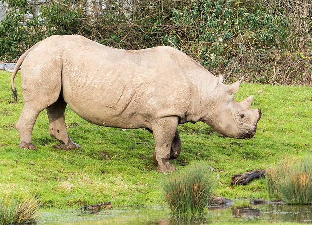 Rhino at Chester Zoo.