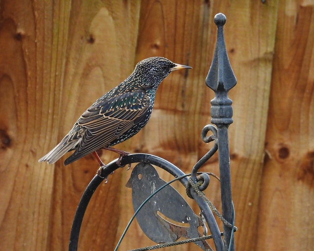 Starling