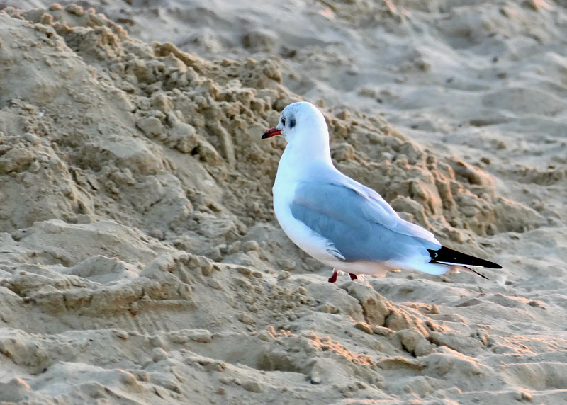 Mal sehen, was die Touristen im Sand so hinterlassen haben.