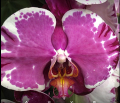 Espèce d'orchidées, Phalaenopsis