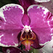 Espèce d'orchidées, Phalaenopsis
