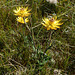 Orange Everlasting (Xerochrysum alpinum)