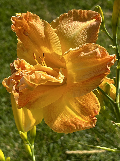 yet another daylily