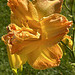 yet another daylily