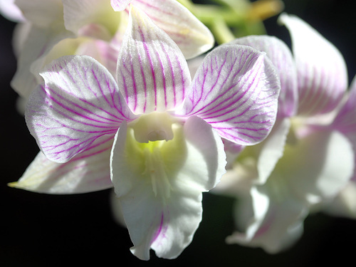 Orchids