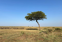 Lone acacia tree.