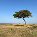 Lone acacia tree.