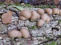 Fungus