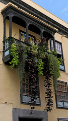 palma (14)