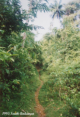 51 A Path Up The Hillside