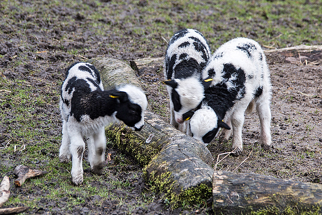 20160303 0262VRAw [D~BI] Jakobschaf (Ovis orientalis f. aries, Jakob Sheep, Mouton de Jakob), Tierpark Olderdissen, Bielefeld