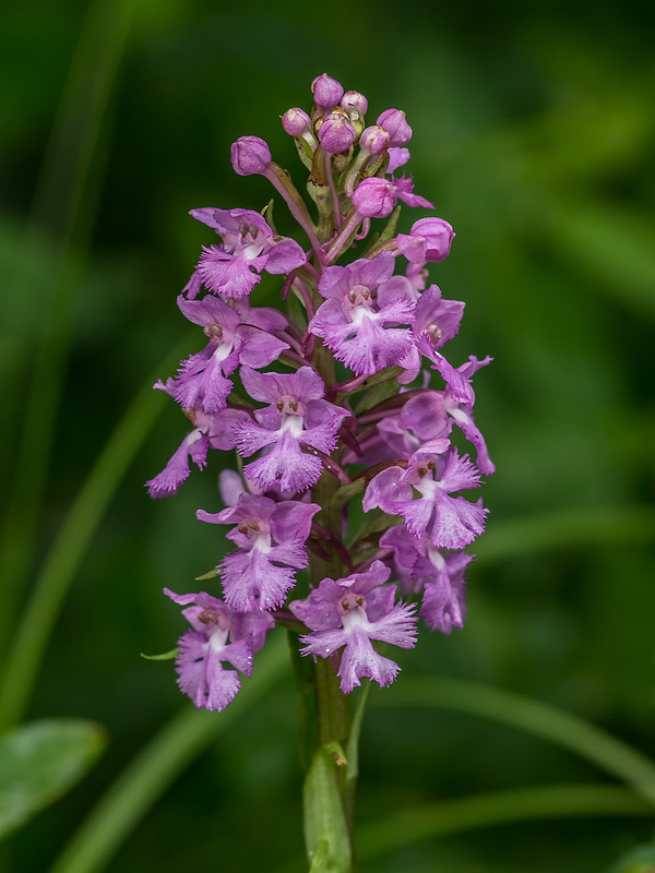 Platanthera psycodes (Small Purple Fringed orchid)