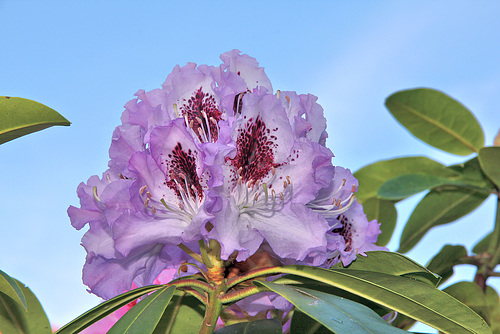 Rhododendronblüte -