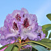 Rhododendronblüte -