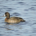 Lesser Scaups