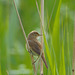 Reed Warbler   /   June 2018