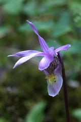 Eastern Fairy Slipper