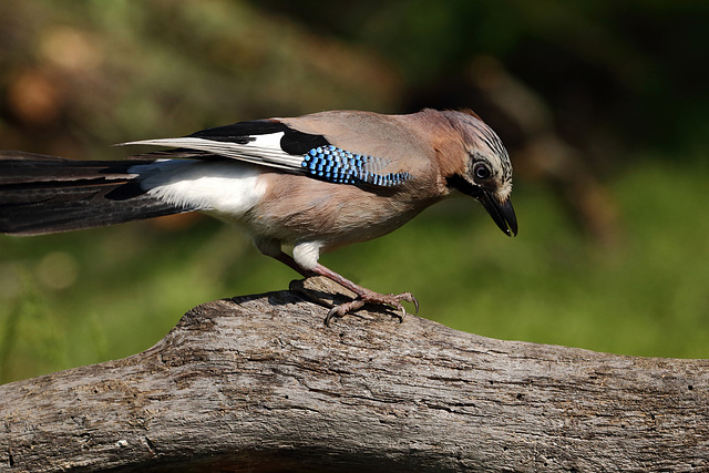 Ghiandaia (Garrulus glandarius)