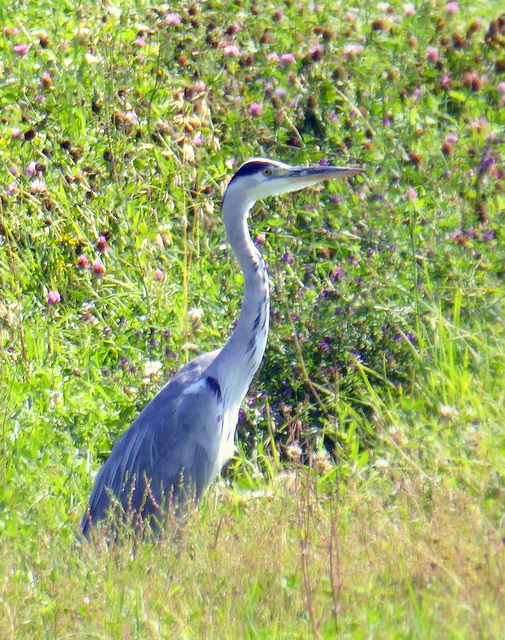 Reiher auf einem Feld bei Altlußheim (Nordbaden)