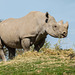 Rhino at Chester Zoo