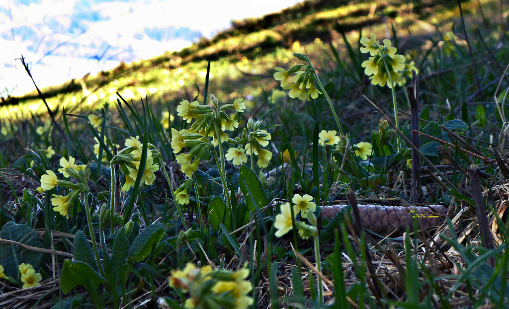 eine Wiese voller Himmelsschlüssel