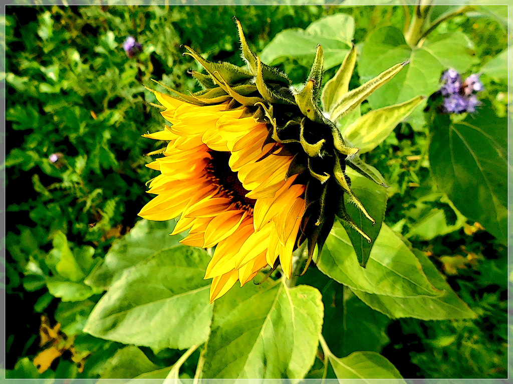 Les tournesols avec effet de mon appareil photo