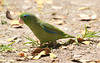 EF7A1285 Parrots