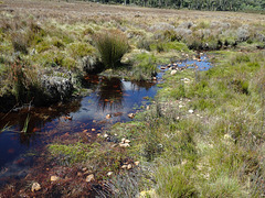 Acidic peat bogs and pools